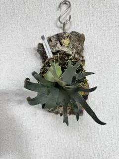 OMG × samurai 十二田植　ビカクシダ　スポア OMG × samurai 十二田植 ビカクシダ スポア