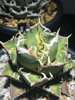 2026年最新】レッドキャットウィーズルの人気アイテム - メルカリ