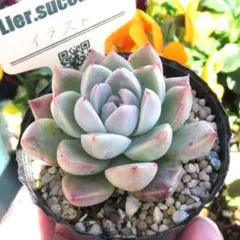 2026年最新】リエール 多肉植物の人気アイテム - メルカリ