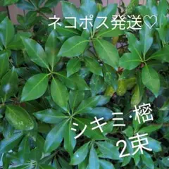 ［樒　シキミ　シキビ　しきび　しきみ　お墓　お仏壇　香の花] 2束＋おまけ付き♡