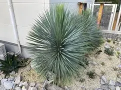 希少 リネアリフォリア 特大 幹から葉先まで1m以上 - メルカリ