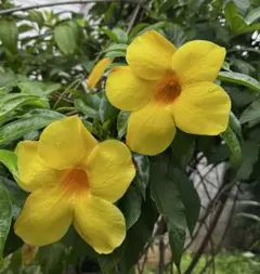 tomo様専用ページ