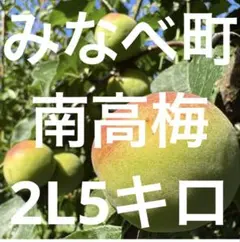 和歌山県紀州産 みなべ 完熟南高梅 無農薬栽培 5キロ - メルカリ