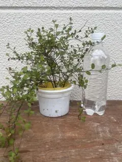 観葉植物 ワイヤープランツ 根付き苗