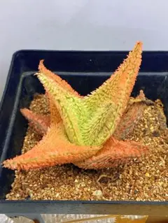 2026年最新】アロエハイブリッドの人気アイテム - メルカリ