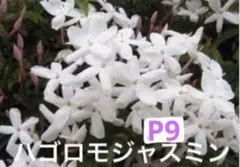 ハゴロモジャスミン