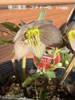 2026年最新】横山園芸 プチドールの人気アイテム - メルカリ