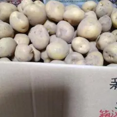 사이타마 신 감자, 레드 아카리, S-SS 사이즈, 7kg, 박스형, 유기농 재배