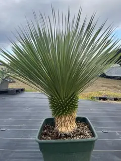 2025年最新】ロストラータ ユッカの人気アイテム - メルカリ