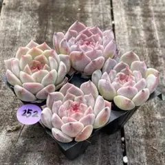 kira様 リクエスト 2点 まとめ商品