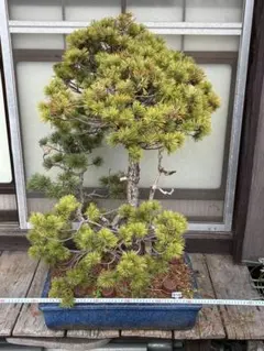 五葉松 盆栽 素材 30年 実生 - メルカリ