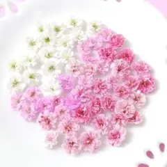✿ かすみ草 ドライフラワー カラーMIX 50粒 ＋α ✿ 【35】