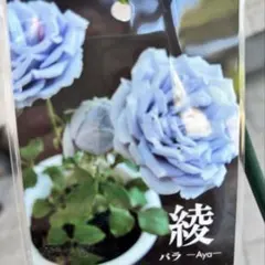 バラ バラ苗 綾 ブルーローズ 薔薇苗 新苗 Aya ローズガーデン 花苗