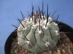 2026年最新】コピアポアの人気アイテム - メルカリ