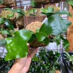 dreamland様 リクエスト 2点 まとめ商品