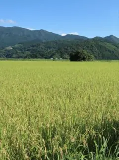 【おすし】令和7年産　なつほのか　お米　20kg 無洗米精米済　農家直送 おすし様専用】令和7年産 なつほのか お米 20kg 無洗米精米済 農家直送