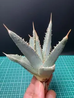 アガベ パープソラム　バニラアイス　胴切り子株　牛乳植物 バニラアイス 香草冰淇淋 . . パープソラム最高峰。 いくつか