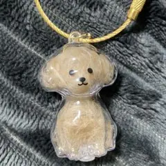 わんこのたタイムカプセル