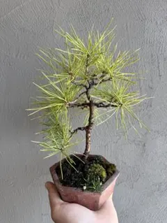赤松小品盆栽のサムネイル