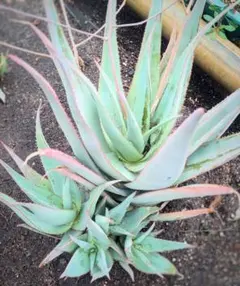 2025年最新】アロエハイブリッド 青肌の人気アイテム - メルカリ