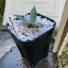 アッキー様 リクエスト 3点 まとめ商品