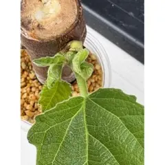 ➆　ビオレソリエス 苗木　イチジク苗　果物　苗のサムネイル