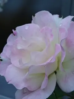 2025年最新】バラ苗 切花の人気アイテム - メルカリ