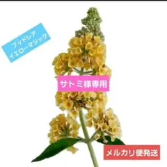 サトミ様 リクエスト 2点 まとめ商品