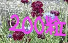 ラスト１組☆セントーレア矢車菊（矢車草）ブラックボール他☆２０２５年産★２００粒