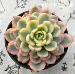 ❤️専用❤️⑥✨メルカリ便✨❤️キュービックフロスティ錦❤️カット♪ 新品】 カービィ タオル4枚セット - メルカリ