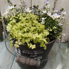 mutok様 リクエスト 2点 まとめ商品