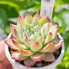 大人気 多肉植物 エケベリア ギルバの薔薇錦 超美苗 レア種 - メルカリ