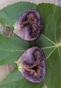 ハルルッチ様 リクエスト 2点 まとめ商品