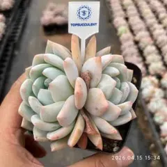 Top【選抜株】多肉植物25491モンロー x シャンペーン16個　鉢無し/脱土 Top【選抜株】多肉植物 24259モンローHyb 50個 鉢無し/脱土 - メルカリ