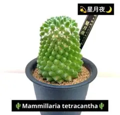 星月夜 Mammillaria プラ鉢＆オリジナルプランツタグ付き №2のサムネイル
