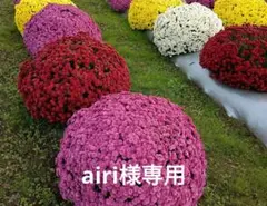 ザル菊…4種類…分け苗、挿し苗のサムネイル