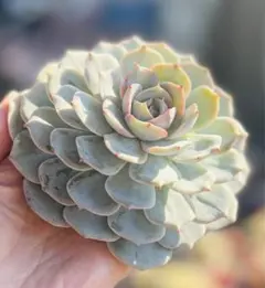 アヤカ様 リクエスト 6点 まとめ商品