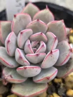 多肉植物　サンセットグレイ　おらいさん苗　ミックスベリア