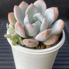 FIKA2525☆*様 リクエスト 2点 まとめ商品