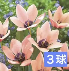 【来春用・全国発送可】原種系　チューリップ　アニカ　球根3球③