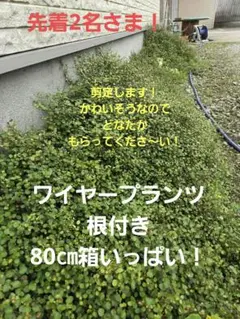 【先着2名さま！】ワイヤープランツ 根付き 80cm箱いっぱいのサムネイル