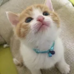 §ばばちゃん310さま専用ページ§＊子猫ちゃん用チョーカー/首輪　XXXS〜LL