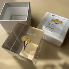 ウサギノネドコ　ソラキューブ　sola cube　イモーテル