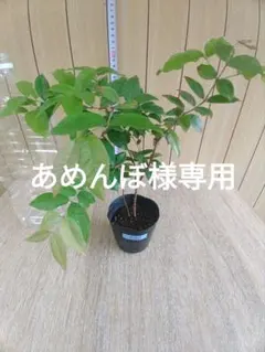 インドセンダン ミラクルニーム 苗 奇跡植物 虫よけ 沖縄観葉 山野草