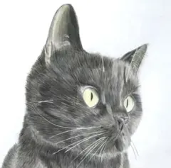 色鉛筆画A4 黒猫.40 - メルカリ