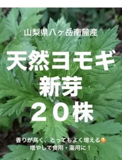 2026年最新】よもぎ苗の人気アイテム - メルカリ