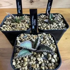 ★ぷーさん☆様 リクエスト 2点 まとめ商品