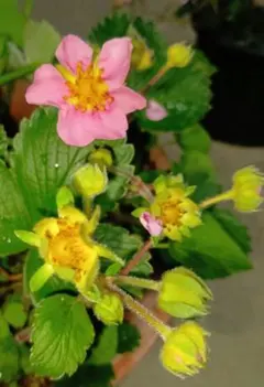 白実ワイルドストロベリー 10株以上 北アルプスを望む畑産 - メルカリ