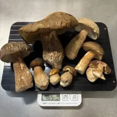 神奈川県産　天然　ヤマドリタケモドキ　400g以上　クール便着払いのサムネイル