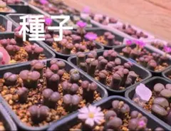 コノフィツム　風鈴玉種子100粒
